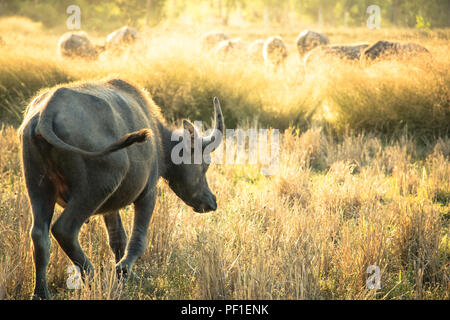 Bufalo tailandese o carabao a piedi sopra il campo torna a casa con il tramonto del sole. La vita' Macchina di agricoltore. Agricoltura originale utilizzare buffalo arare il campo. Foto Stock