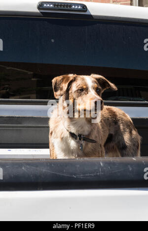 Carino di razza mista cane fattoria nel retro del carrello, il mio, STATI UNITI D'AMERICA Foto Stock
