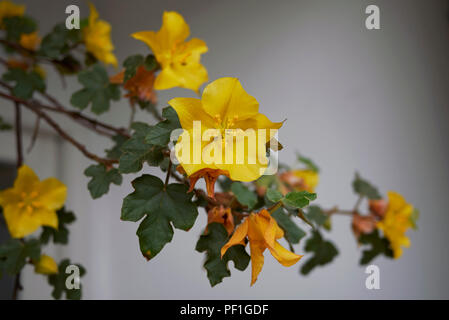 Fremontodendron californicum Foto Stock