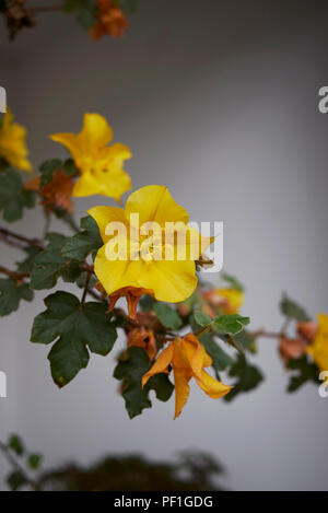 Fremontodendron californicum Foto Stock