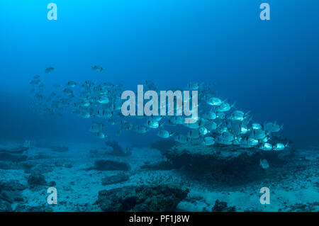 Scuola di pesce, saraghi (Diplodus sargus cadenati) e comuni a due nastrare dentice (Diplodus vulgaris), La Graciosa, Isole Canarie, Spagna Foto Stock