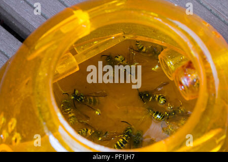 Ucciso / vespe annegata nella plastica outdoor wasp trappola per attirare, intrappolando e annegamento di vespe in dolce liquido come la birra o limonata in estate Foto Stock