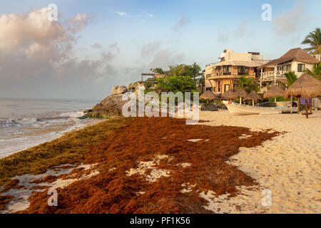 Tulum, Messico - 11 August 2018: le patch di Sargassum alga su una spiaggia di Tulum in Messico Foto Stock