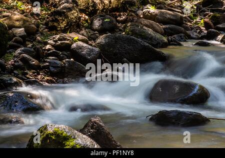 Flujo de agua de arroyo La Cueva de Tres Ríos, Sonora, Messico...Bosque. flusso di flusso di acqua La Cueva de Tres Ríos, Sonora, Messico ...foresta. Expedición scoperta Madrense de GreaterGood ORG que recaba datos que sirven como información de referencia para entender mejor las Relaciones biológicas del Archipiélago Madrense y se usan para proteger y conservar las tierras vírgenes de las Islas Serranas Sonorenses. Expedición binacional aye une un colaboradores de México y Estados Unidos con experiencias y especialidades de las Ciencias biológicas variadas, con la intención de aprender lo más p Foto Stock