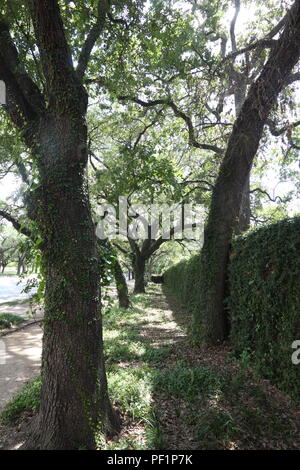 Passeggiate nei dintorni di Hermann Park a Houston Foto Stock