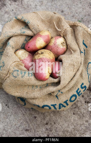 Solanum tuberosum 'Rosa zingaro'. Appena raccolto di patate rosa "Zingaro' in un sacco di Hesse. Foto Stock