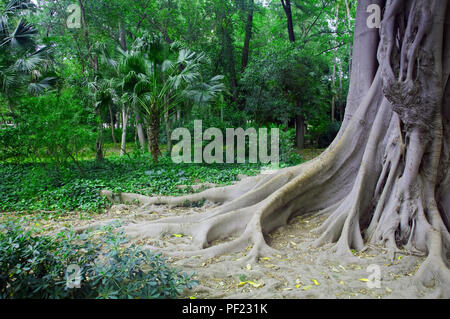 Grande vecchio albero con radici nel parco verde, molla, Siviglia, Spagna Foto Stock