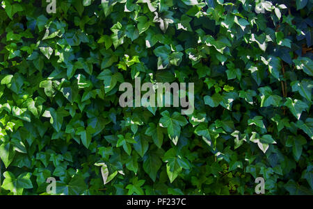 Parete di verde foglie d'edera nel giardino, soleggiata giornata estiva Foto Stock