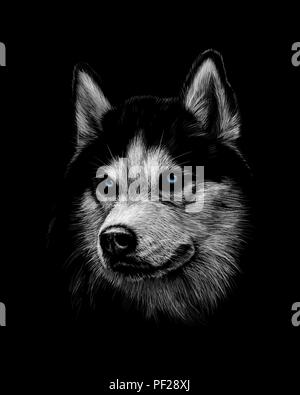 Ritratto della testa del Siberian Husky con gli occhi blu Illustrazione Vettoriale