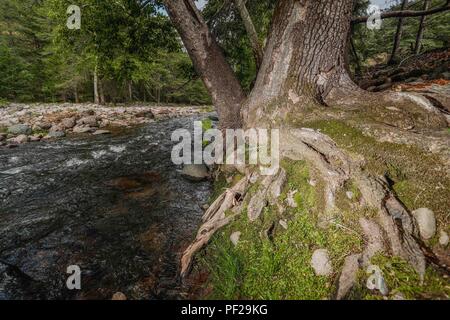 Arroyo gavilan. Stream hawk. raiz de arbol, tree root. Expedición scoperta Madrense de GreaterGood ORG que recaba datos que sirven como información de referencia para entender mejor las Relaciones biológicas del Archipiélago Madrense y se usan para proteger y conservar las tierras vírgenes de las Islas Serranas Sonorenses. Expedición binacional aye une un colaboradores de México y Estados Unidos con experiencias y especialidades de las Ciencias biológicas variadas, con la intención de aprender lo más posible sobre Mesa de Tres Ríos, La porción más norteña de la Sierra Madre Occidental. Foto Stock