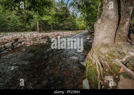 Arroyo gavilan. Stream hawk. raiz de arbol, tree root. Expedición scoperta Madrense de GreaterGood ORG que recaba datos que sirven como información de referencia para entender mejor las Relaciones biológicas del Archipiélago Madrense y se usan para proteger y conservar las tierras vírgenes de las Islas Serranas Sonorenses. Expedición binacional aye une un colaboradores de México y Estados Unidos con experiencias y especialidades de las Ciencias biológicas variadas, con la intención de aprender lo más posible sobre Mesa de Tres Ríos, La porción más norteña de la Sierra Madre Occidental. Foto Stock
