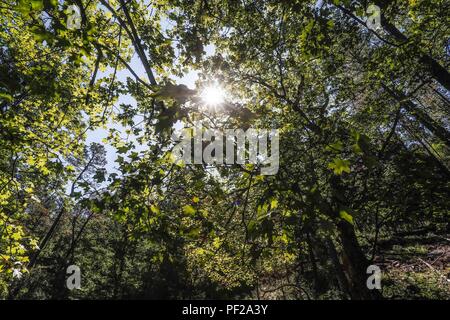 Paisaje arbol, ramas y hojas del arbol Aliso, o Sicomoro de la especie es Platanus wrighti. Luz de dia. Rayos de sol. filtracion de luz, Follaje, bosque, otoño, Verano. Paesaggio di albero, rami e foglie dell'albero Ontano, o Sycamore della specie è Platanus wrighti. La luce diurna. Raggi di sole. leggera filtrazione, fogliame, foresta, autunno, estate. Expedición scoperta Madrense de GreaterGood ORG que recaba datos que sirven como información de referencia para entender mejor las Relaciones biológicas del Archipiélago Madrense y se usan para proteger y conservar las tierras vírgenes de las Islas Ser Foto Stock