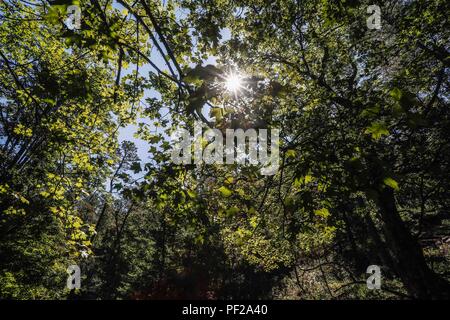 Paisaje arbol, ramas y hojas del arbol Aliso, o Sicomoro de la especie es Platanus wrighti. Luz de dia. Rayos de sol. filtracion de luz, Follaje, bosque, otoño, Verano. Paesaggio di albero, rami e foglie dell'albero Ontano, o Sycamore della specie è Platanus wrighti. La luce diurna. Raggi di sole. leggera filtrazione, fogliame, foresta, autunno, estate. Expedición scoperta Madrense de GreaterGood ORG que recaba datos que sirven como información de referencia para entender mejor las Relaciones biológicas del Archipiélago Madrense y se usan para proteger y conservar las tierras vírgenes de las Islas Ser Foto Stock