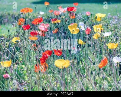 Colorato di papavero di Campo dei Fiori d'estate. close up Foto Stock