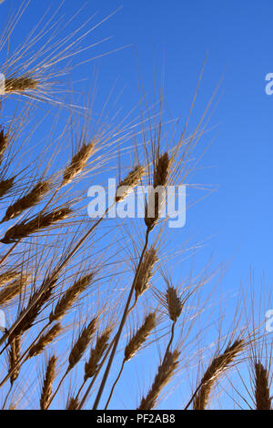 Mature il raccolto di grano in attesa per il raccolto. Foto Stock