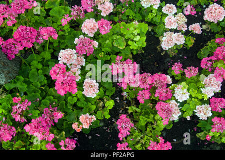 Bianco rosa e geranio con foglie verdi sulla terra Foto Stock