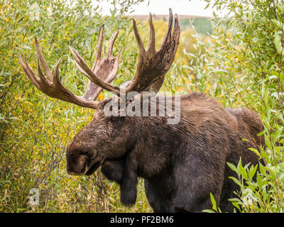 Strano spostando la roccia che lasciano tracce nella morte Vally USA Foto Stock