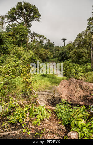 Strada persi nella giungla ricoperta di vegetazione verde Foto Stock