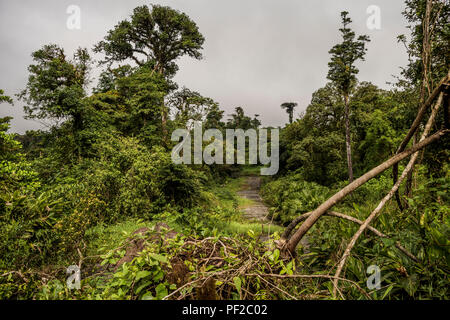 Strada persi nella giungla ricoperta di vegetazione verde Foto Stock