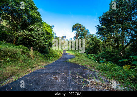 Strada persi nella giungla ricoperta di vegetazione verde Foto Stock