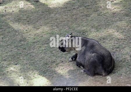 Takin capra-Vacca (Burdorcastaxicolor) è nazionale animale simbolo del Bhutan. Il takin chiamato anche bovini di camoscio o di capra di gnu. Foto Stock