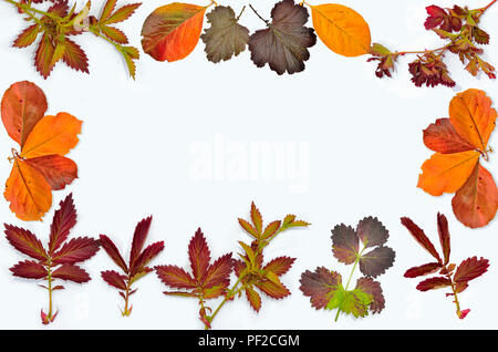 Set di diversi bellissimi multicolore di foglie di autunno nella forma del telaio vicino, isolato su sfondo bianco con spazio per il testo Foto Stock