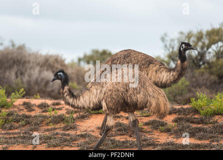 Dromaius noveahollandia, due emu passando a vicenda nella boccola in Western Australia, Oceania Foto Stock