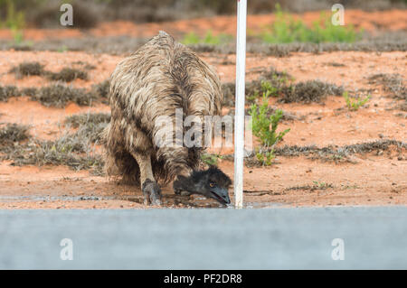 Dromaius noveahollandia, Uem bere da una pozza da strada, Western Australia, Oceania Foto Stock