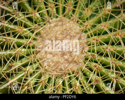 Sfondo astratto textuer di Cactus piante succulente Foto Stock