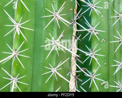 Sfondo astratto textuer di Cactus piante succulente Foto Stock