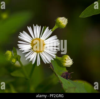Fiori di una splendida fioritura di camomilla romana closeup. Foto Stock