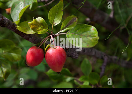 Granchio rosso mele ( Malus sylvestris ) su albero con fogliame verde e messa a fuoco morbida dello sfondo Foto Stock