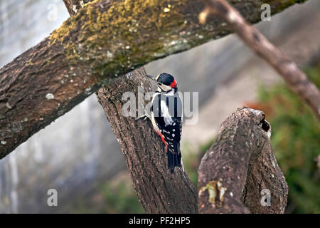 Picchio rosso maggiore ( Dendrocopos major ) su albero giardino dal di sopra con messa a fuoco morbida dello sfondo Foto Stock