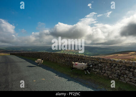 Pecore corrono attraverso la strada di fronte del traffico su rurale Embsay Moor, Yorkshire Dales Foto Stock