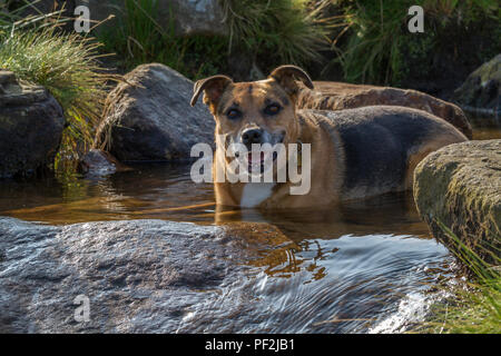 Cane sorridente raffreddamento fuori da che stabilisce in un fiume nel 2018 canicola Foto Stock