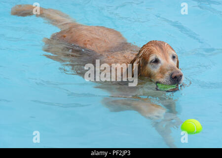 I vecchi golden retriever cane in piscina con palla da tennis in bocca di nuoto per retriever seconda sfera Foto Stock