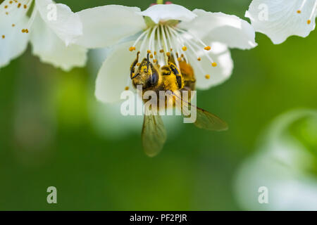 Piccolo giallo bee impollinatori una molla bianco fiore di ciliegio. Nice macro shot con a sfocare lo sfondo di colore verde. Molti i dettagli dell'immagine. Un'ape c Foto Stock