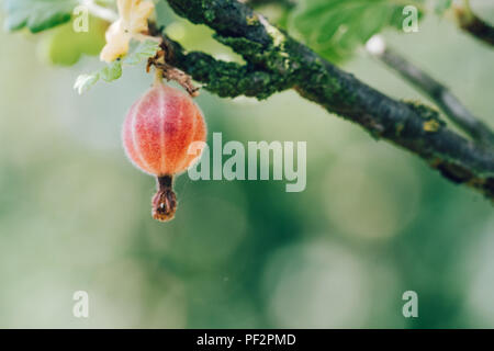 Mature gooseberry crescente sul ramo di una bussola. Bella la gradazione dei colori. Estate macro shot con piccole profondità di campo. Sfondo verde. Noto anche come Foto Stock