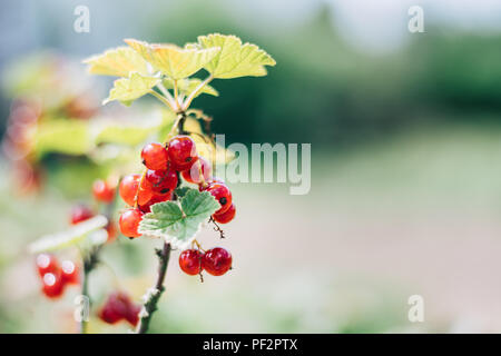 Ribes rossi maturi che cresce su un ramo di un cespuglio. Bella la gradazione dei colori. Estate macro shot con piccole profondità di campo. Sfondo verde. Noto anche come Foto Stock