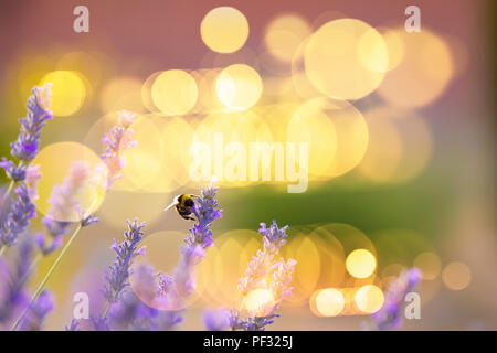 Bumblee in un campo di lavanda in estate. Foto Stock