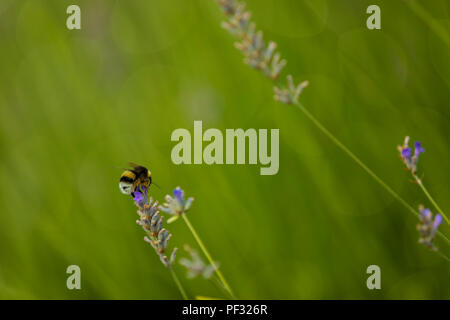 Bumblee in un campo di lavanda in estate. Foto Stock