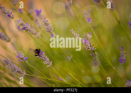 Bumblee in un campo di lavanda in estate. Foto Stock