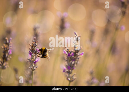 Bumblee in un campo di lavanda in estate. Foto Stock