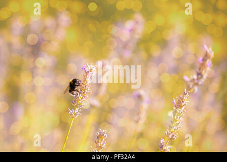 Bumblee in un campo di lavanda in estate. Foto Stock