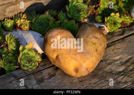 A forma di cuore sulla patata una tavola di legno accanto alla pietra bianca e Sempervivum Foto Stock