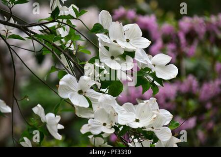 Cornus florida, la fioritura sanguinello - fiori bianchi (vistose brattee) su una rosa backgroundon un sfondo rosa Foto Stock