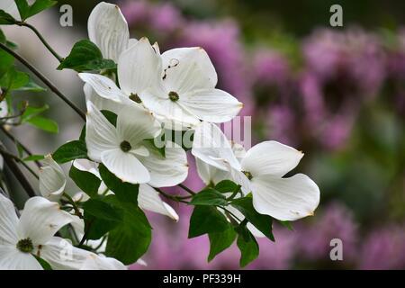 Cornus florida, la fioritura sanguinello - fiori bianchi (vistose brattee) su una rosa backgroundon un sfondo rosa - primo piano Foto Stock