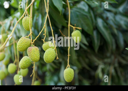 Acerbi green lychee appeso a un albero di litchi. Fresco verde lychee frutti crescono sugli alberi Foto Stock