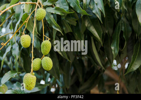 Acerbi green lychee appeso a un albero di litchi. Fresco verde lychee frutti crescono sugli alberi Foto Stock