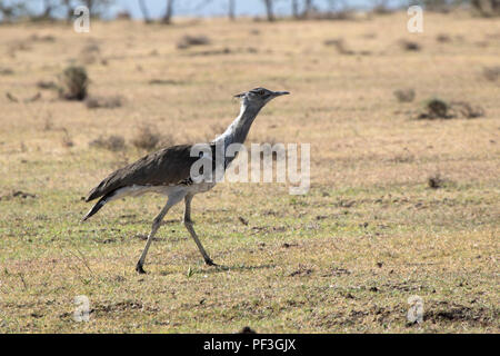 Kori bustard che cammina attraverso la savana secca in un giorno caldo durante la stagione secca Foto Stock